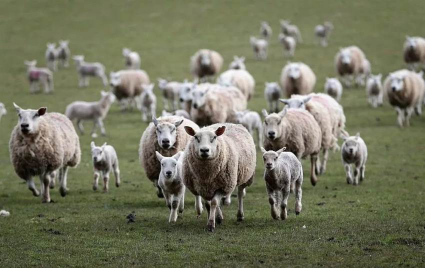В Волгоградской области фермер устроил охоту на чужих овец
