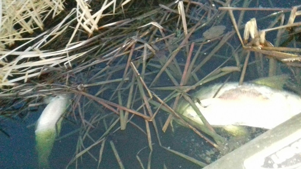 После схода льда в пруду под Волгоградом массово погибла рыба