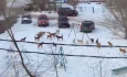 В Волгограде огромная стая агрессивных собак заполнила детскую площадку: видео бедствия