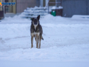 В Волгограде резко повысился градус дискуссии о бездомных собаках