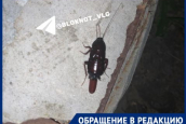 Как в фильме ужасов: ночную жизнь гигантских тараканов показали волгоградцы