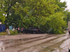 Огромное дерево рухнуло на машины в Волгоградской области: падение попало на видео
