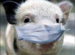 В Волгоградской области продолжается борьба с чумой свиней