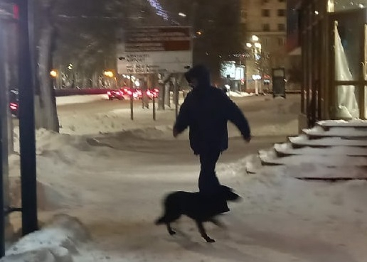 В центре Волгограда на чиновника напала бродячая собака