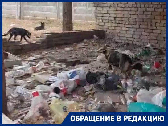 На юге Волгограда заброшенный гараж превратился в бесплатный туалет и место сбора бродячих собак