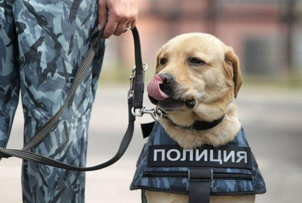 Самых красивых и дружелюбных волгоградских полицейских накормят на 2 миллиона рублей