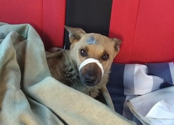 Расстрелянной из пневматики собаке неравнодушные волгоградцы нашли дом