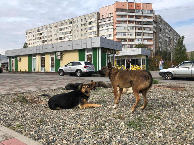 Волгоградский стрелок открыл охоту на собак в районе гипермаркета «Лента»