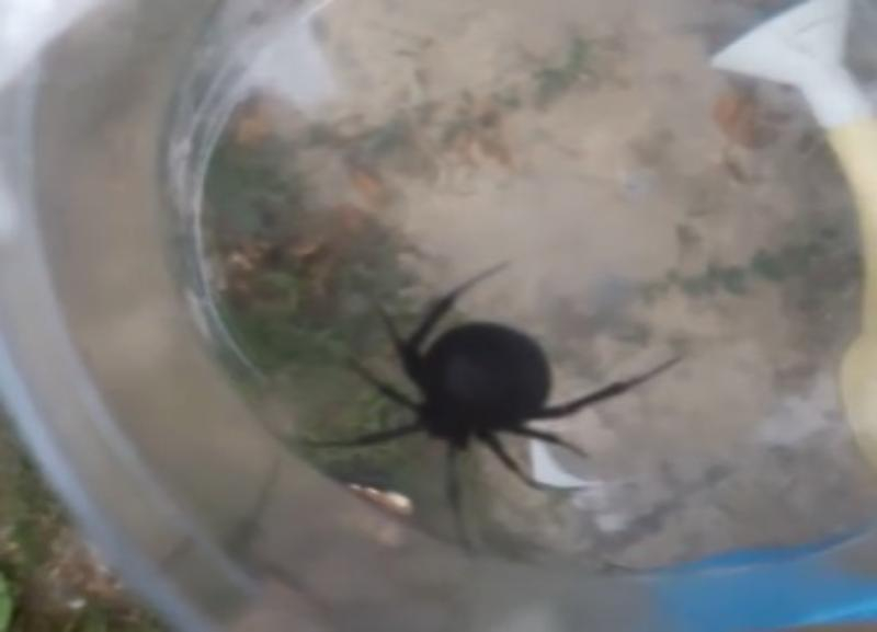 Волгоградка обнаружила у себя дома ядовитого паука каракурта
