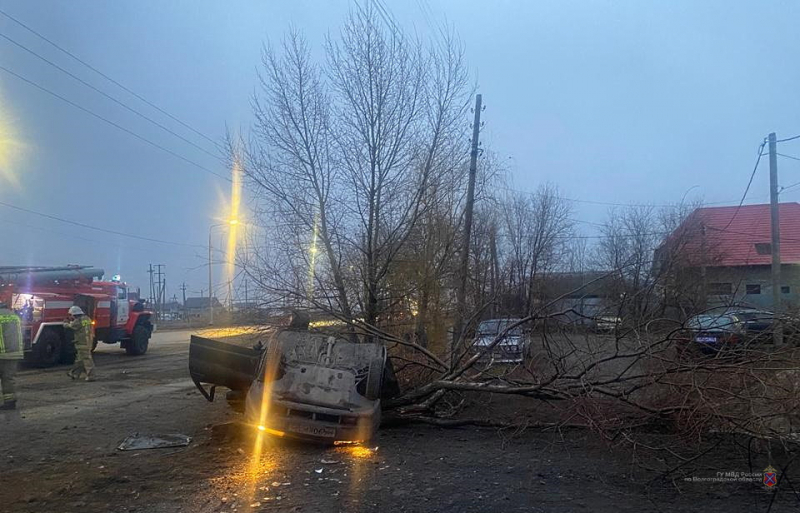 Фото Деревьев Волгоградской Области