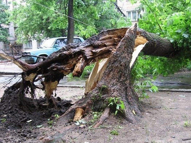 Упавшее во время грозы дерево переломало камышанину спину