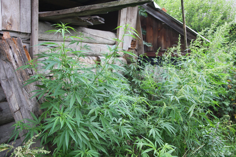 выращивал марихуану в огороде