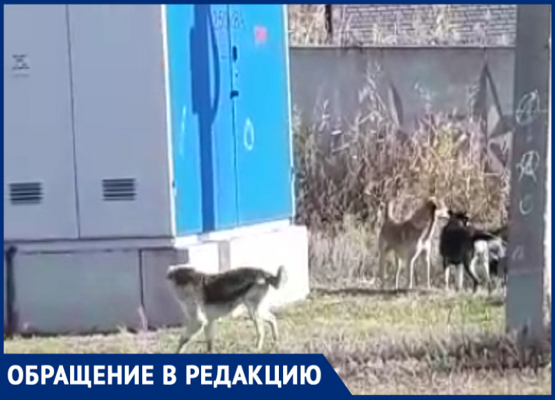 «Лают и кидаются»: бездомные собаки продолжают мучить жителей поселка под Волгоградом