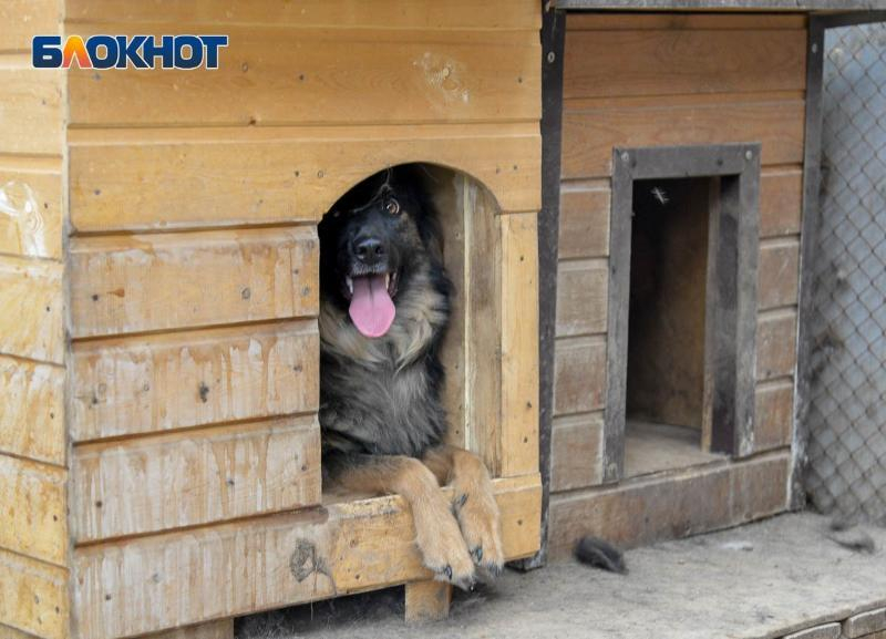 Транспортная компания «кинула» приют с 41 бездомным травмированным животным в Волгограде, которым обещала помочь с переездом