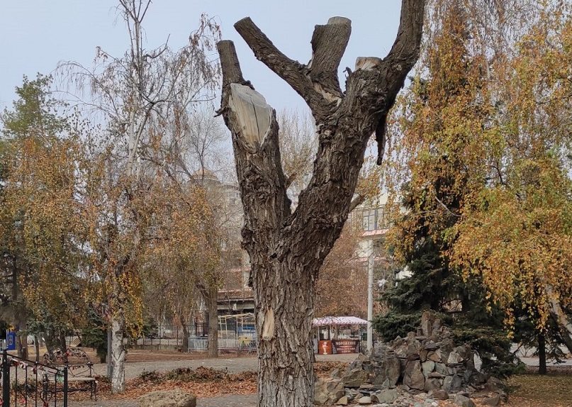 Приговоренный ствол станет арт-объектом в Комсомольском саду Волгограда