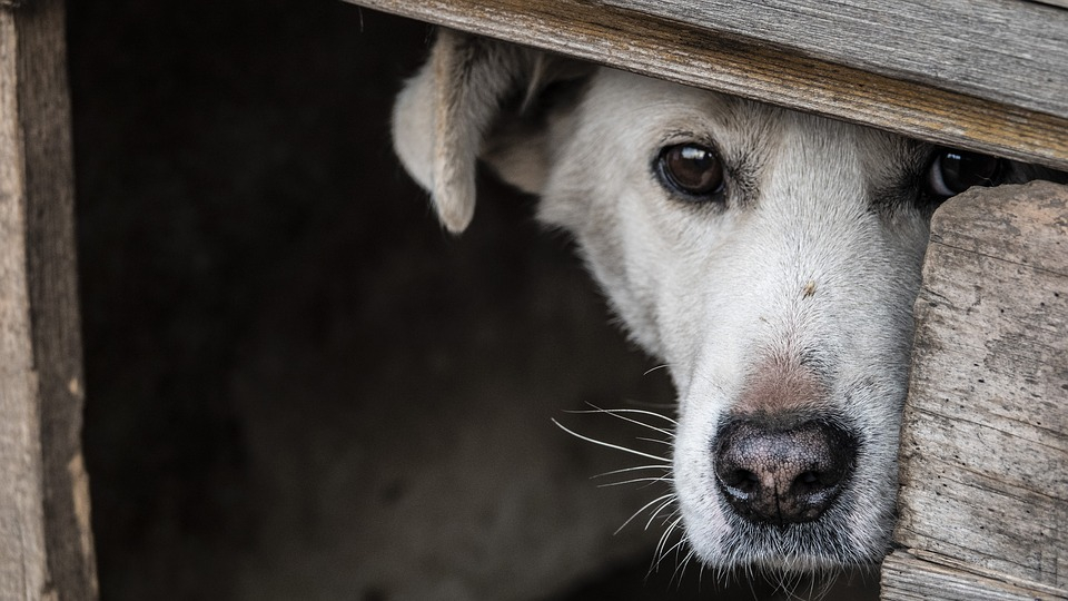 «Ужас и беспредел»: в Волжском возле приюта цинично расстреляли пса